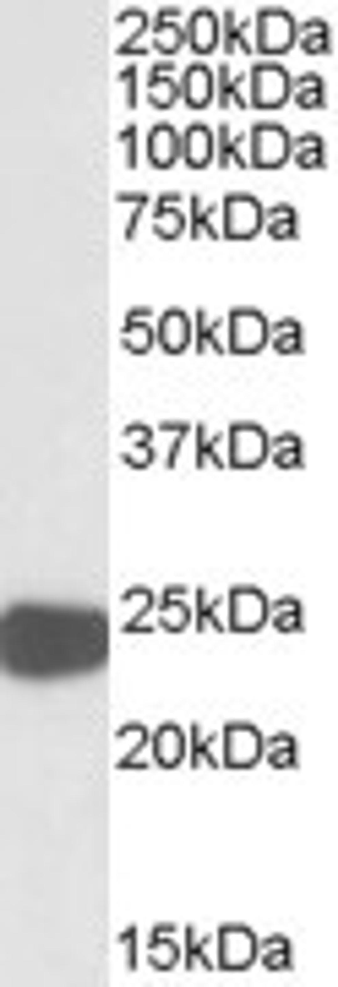 46-754 (0.01ug/ml) staining of HepG2 lysate (35ug protein in RIPA buffer). Primary incubation was 1 hour. Detected by chemiluminescence.