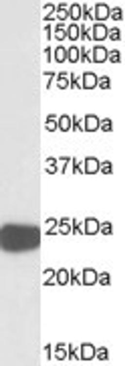 46-754 (0.01ug/ml) staining of HepG2 lysate (35ug protein in RIPA buffer). Primary incubation was 1 hour. Detected by chemiluminescence.