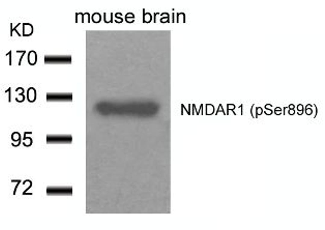 Western blot analysis of lysed extracts from Mouse Brain tissue using NMDAR1 (Phospho-Ser896).