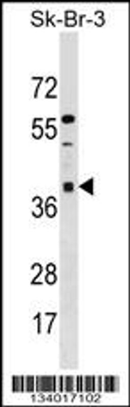 Western blot analysis in SK-BR-3 cell line lysates (35ug/lane).