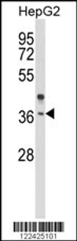 Western blot analysis of OR2H2 Antibody in HepG2 cell line lysates (35ug/lane)