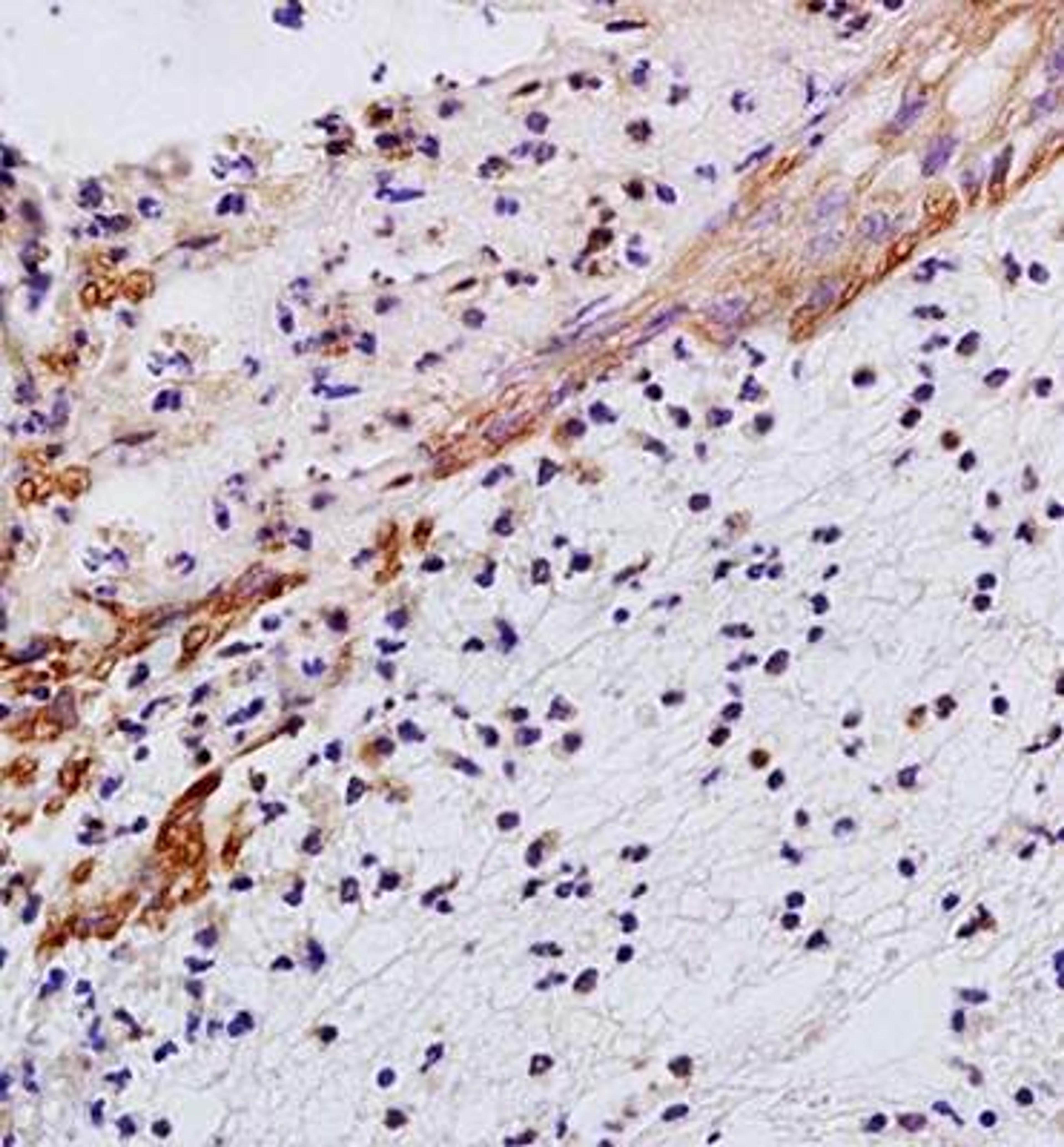 Immunohistochemical analysis of formalin fixed and paraffin embedded rat skin tissue using IL29 antibody