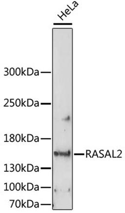 Western blot - RASAL2 antibody (A15120)