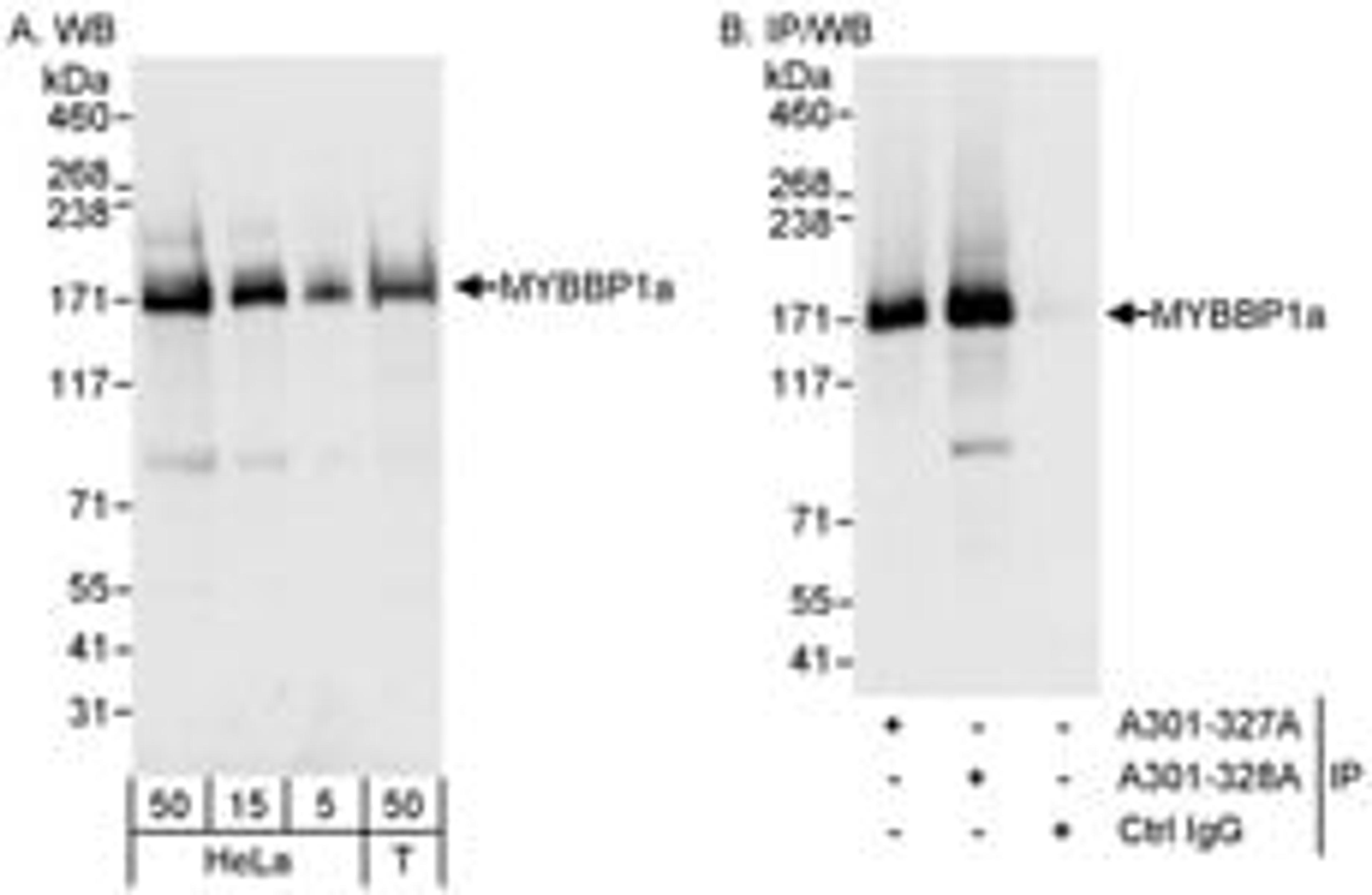 Detection of human MYBBP1a by western blot and immunoprecipitation.