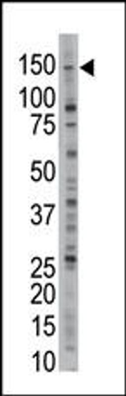 Antibody is used in Western blot to detect USP28 in Jurkat cell lysate.