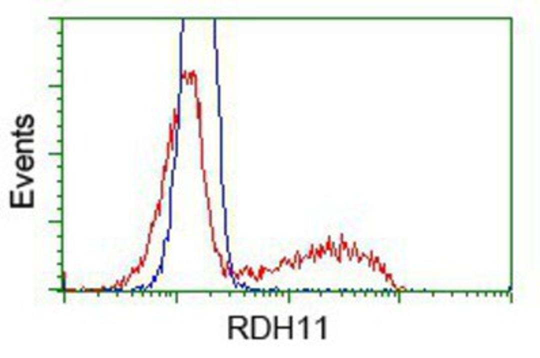 Flow Cytometry: RDH11 Antibody (1B4) [NBP2-02431] - HEK293T cells transfected with either pCMV6-ENTRY RDH11.(Red) or empty vector control plasmid (Blue) were immunostained with anti-RDH11 mouse monoclonal, and then analyzed by flow cytometry.