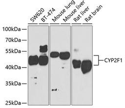 Western blot - CYP2F1 antibody (A7550)