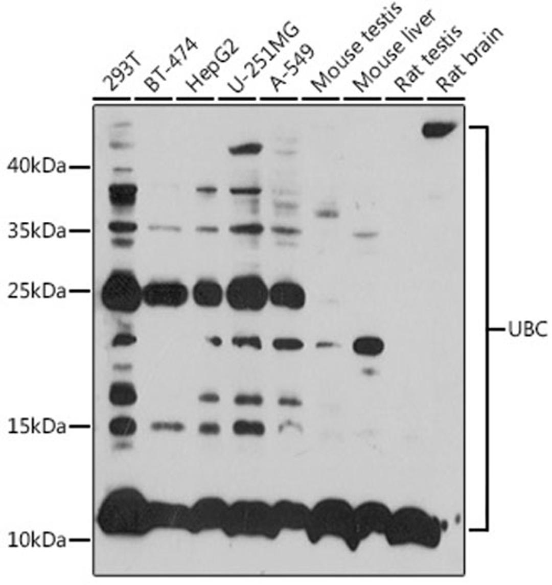 Western blot - UBC antibody (A3207)