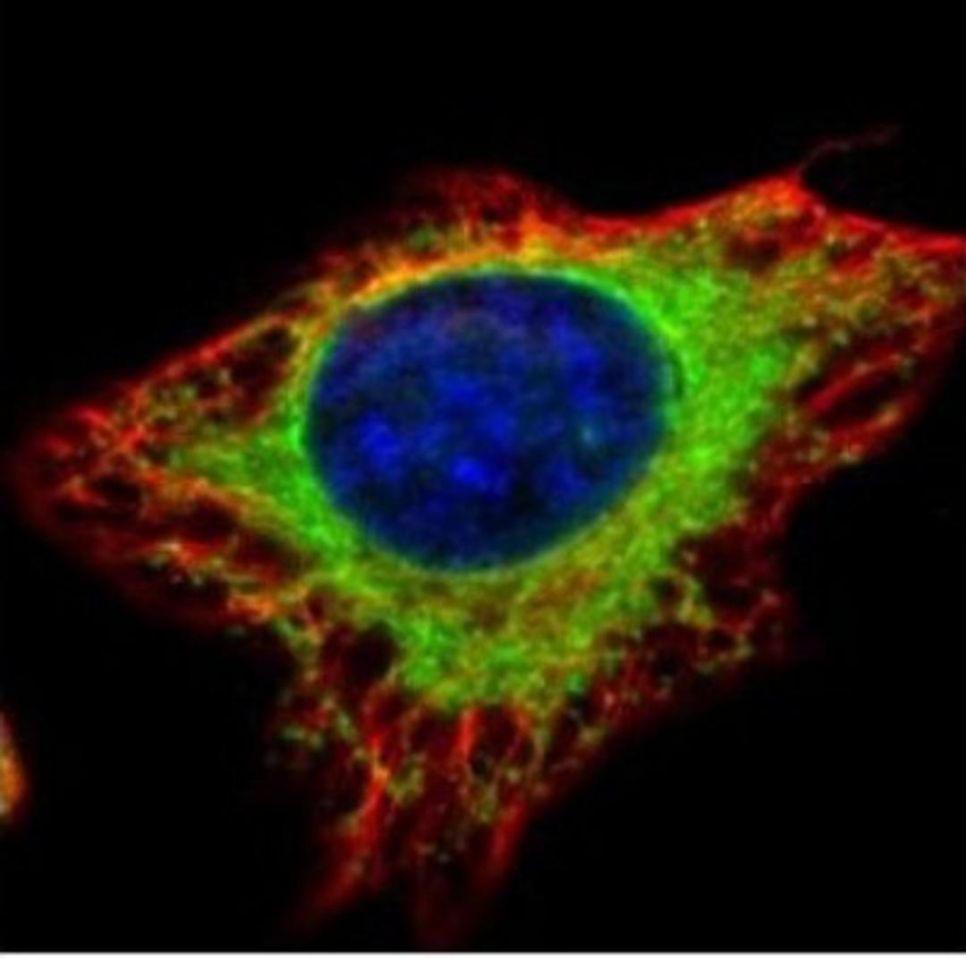 Immunocytochemistry/Immunofluorescence: alpha Glucosidase 2 Antibody [NBP1-32554] - Analysis of methanol-fixed HeLa, using alpha Glucosidase II antibody (Green) at 1:500 dilution. Alpha-tubulin filaments were labeled with an alpha Tubulin antibody (Red) at 1:2000.