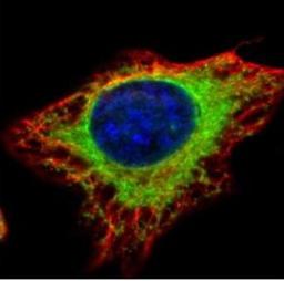 Immunocytochemistry/Immunofluorescence: alpha Glucosidase 2 Antibody [NBP1-32554] - Analysis of methanol-fixed HeLa, using alpha Glucosidase II antibody (Green) at 1:500 dilution. Alpha-tubulin filaments were labeled with an alpha Tubulin antibody (Red) at 1:2000.