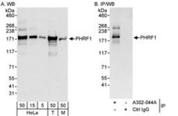 Detection of human and mouse PHRF1 by western blot (h&m) and immunoprecipitation (h).