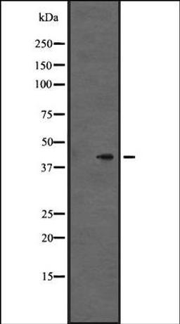 Western blot analysis of Hela cell lysate using GPR86/GPR94 antibody