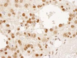 Detection of mouse DPY30 by immunohistochemistry.