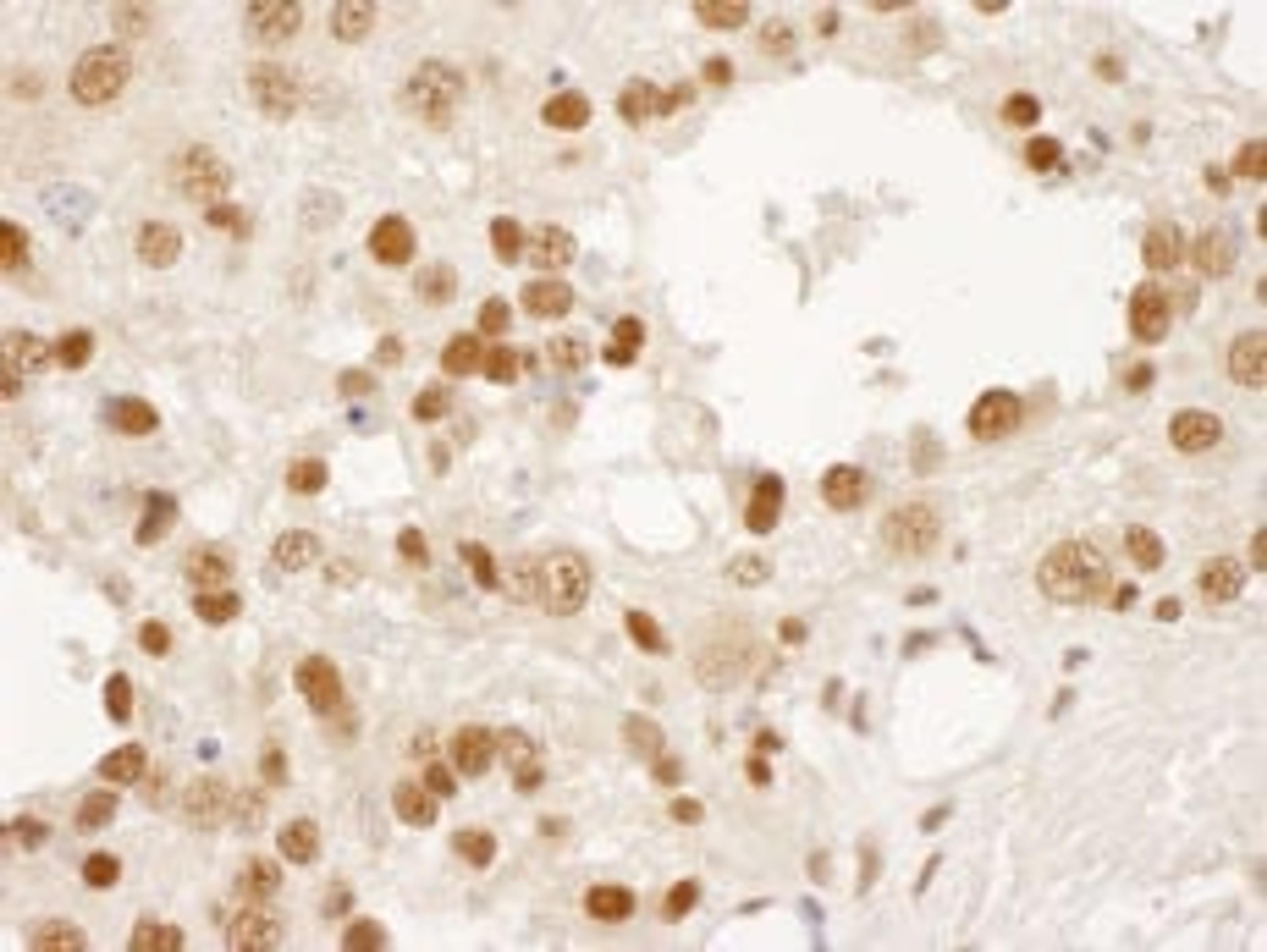 Detection of mouse DPY30 by immunohistochemistry.