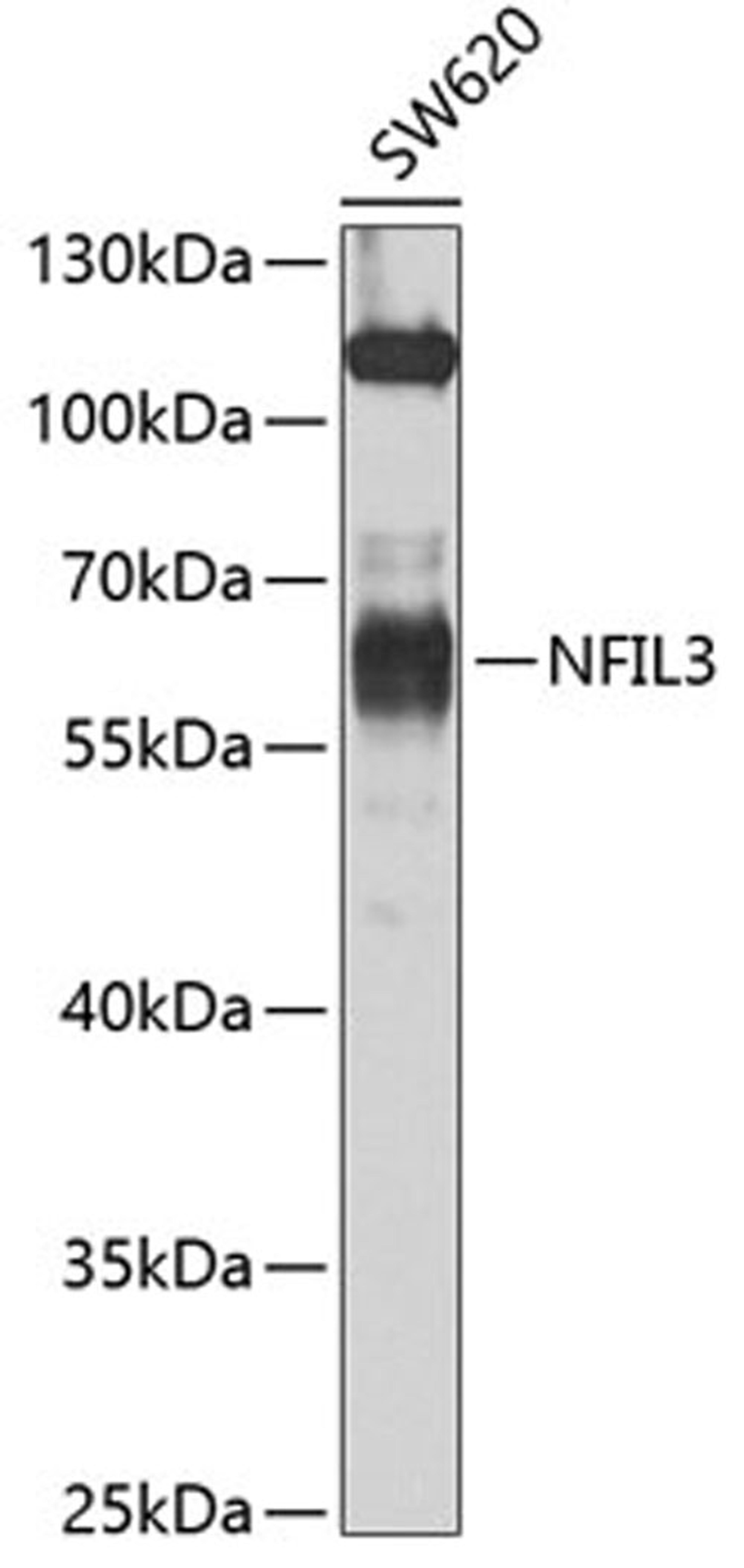 Western blot - NFIL3 antibody (A7294)