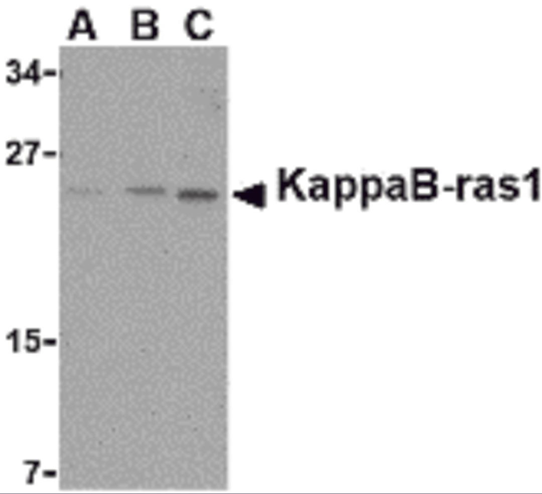 Western blot analysis of KappaB ras1 in RAW264.7 cell lysate with KappaB ras1 antibody at (A) 0.5, (B) 1 and (C) 2 &#956;g/mL.