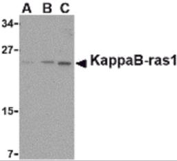 Western blot analysis of KappaB ras1 in RAW264.7 cell lysate with KappaB ras1 antibody at (A) 0.5, (B) 1 and (C) 2 &#956;g/mL.