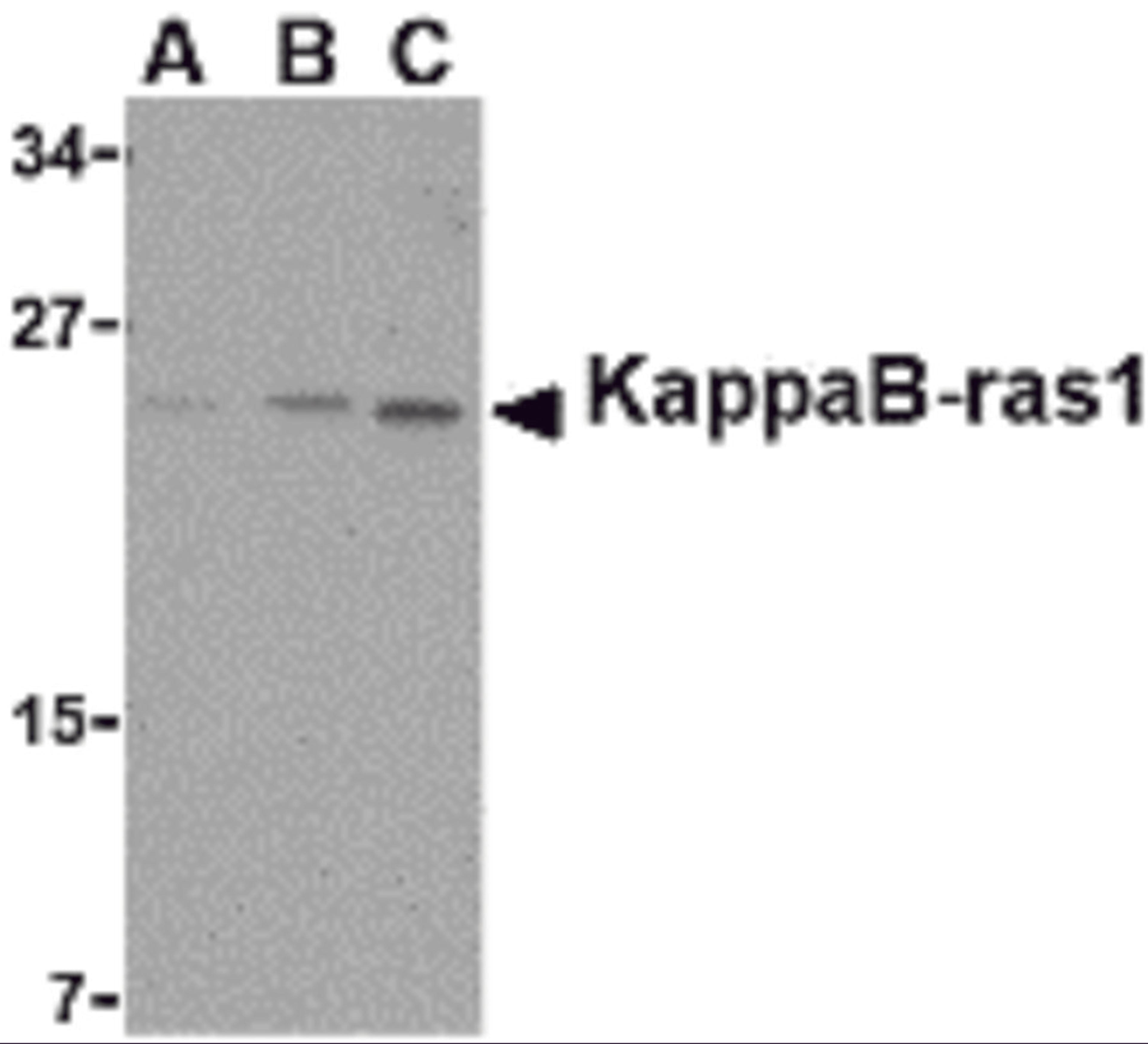 Western blot analysis of KappaB ras1 in RAW264.7 cell lysate with KappaB ras1 antibody at (A) 0.5, (B) 1 and (C) 2 &#956;g/mL.