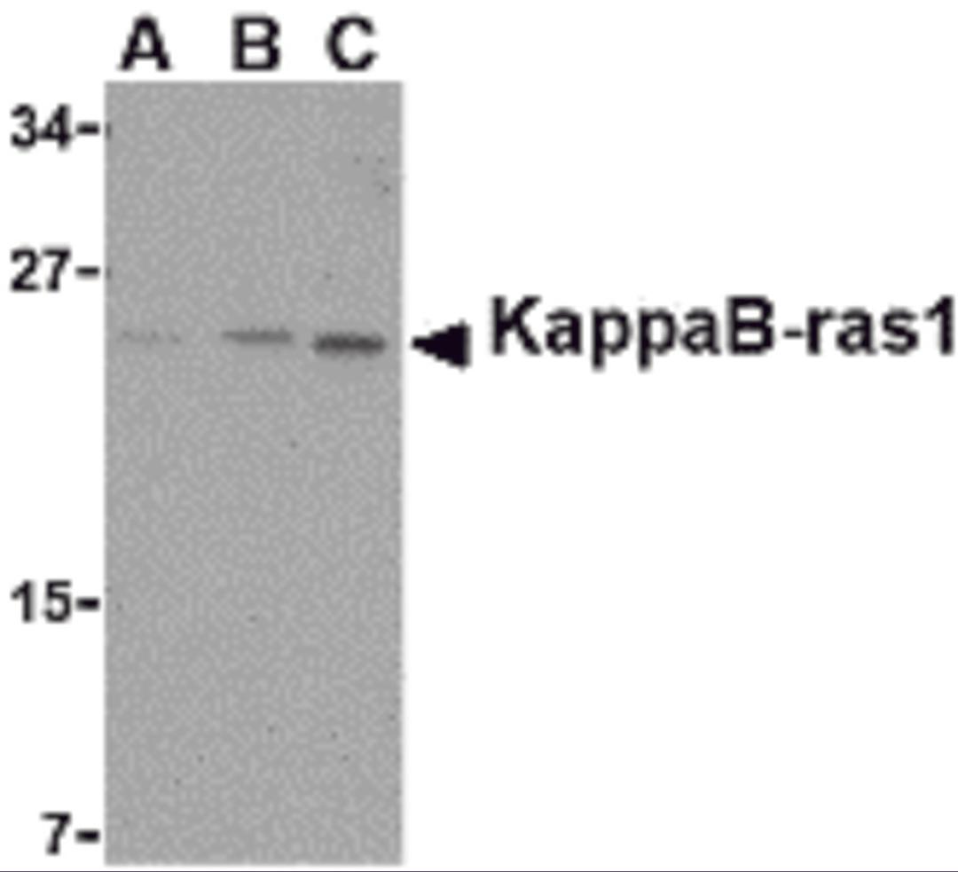 Western blot analysis of KappaB ras1 in RAW264.7 cell lysate with KappaB ras1 antibody at (A) 0.5, (B) 1 and (C) 2 μg/mL.