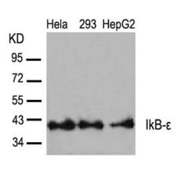 Western blot analysis of lysed extracts from HeLa, 293 and HepG2 cells using IkB-&#949; (Ab-22).