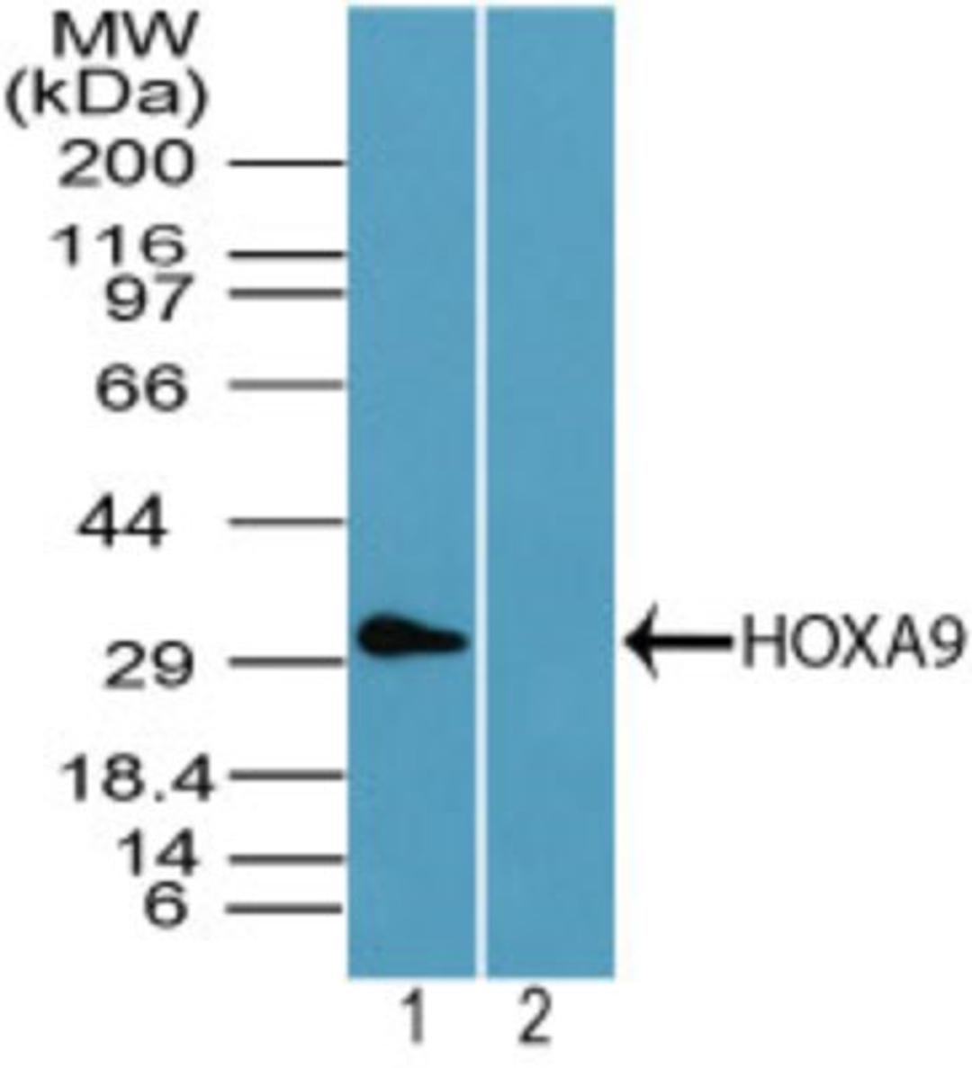 Western Blot: HOXA9 Antibody [NBP2-24633] - analysis of HOXA9 in human kidney lysate in the 1) absence and 2) presence of immunizing peptide using this antibody. I goat anti-rabbit Ig HRP secondary antibody and PicoTect ECL substrate solution were used for this test.