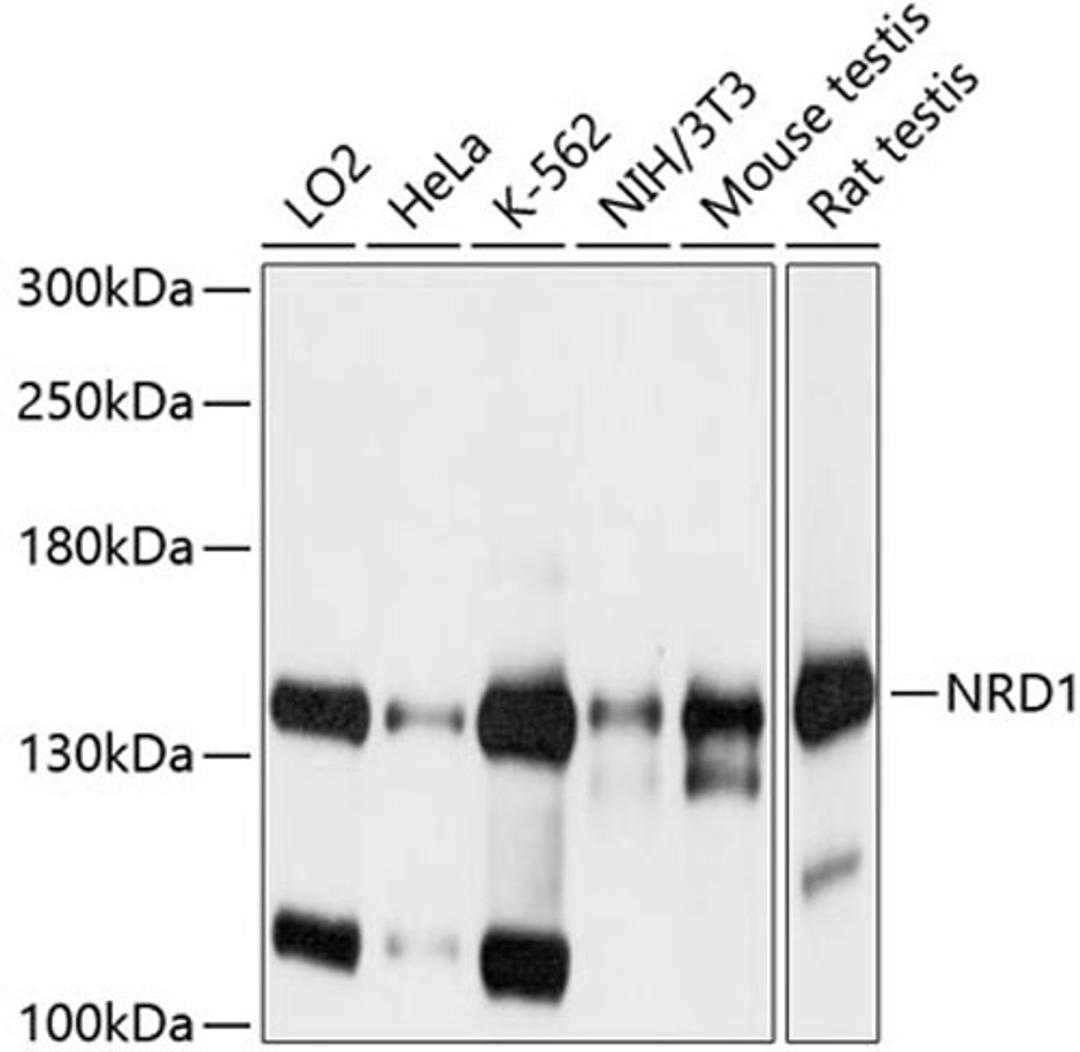 Western blot - NRD1 antibody (A9119)