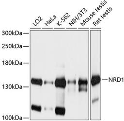 Western blot - NRD1 antibody (A9119)