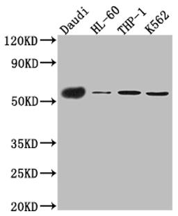 Western Blot. Positive WB detected in: Daudi whole cell lysate, HL-60 whole cell lysate, THP-1 cell lysate, K562 cell lysate. All lanes: CD27 antibody at 1:1000. Secondary. Goat polyclonal to rabbit IgG at 1/50000 dilution. Predicted band size: 30 kDa. Observed band size: 55 kDa. 