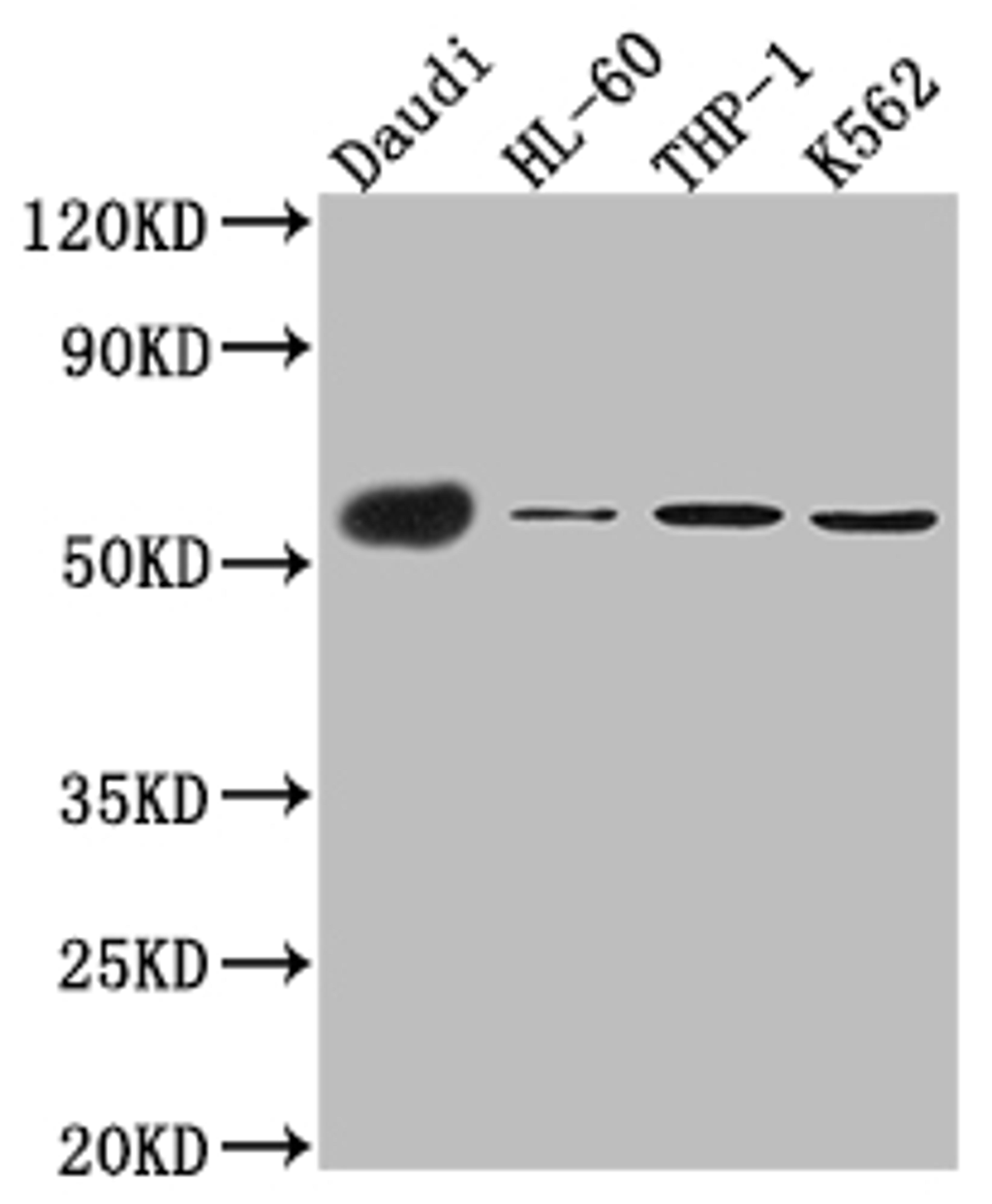Western Blot. Positive WB detected in: Daudi whole cell lysate, HL-60 whole cell lysate, THP-1 cell lysate, K562 cell lysate. All lanes: CD27 antibody at 1:1000. Secondary. Goat polyclonal to rabbit IgG at 1/50000 dilution. Predicted band size: 30 kDa. Observed band size: 55 kDa. 