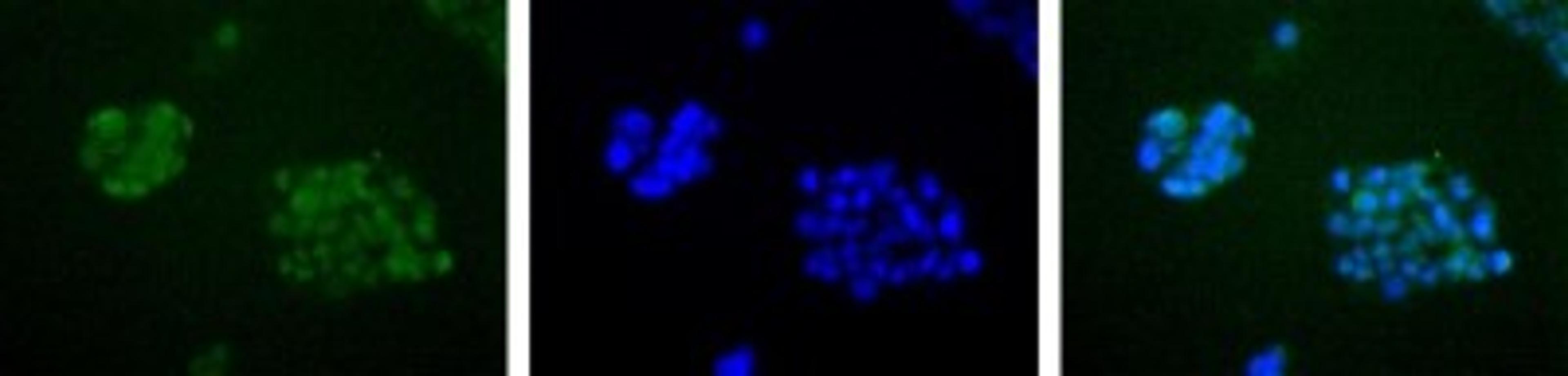 Immunocytochemistry/Immunofluorescence: APE Antibody [NB100-101] - Detection of APE1 (Green) in HepG2 cells using NB100-101. Nuclei (Blue) are counterstained with Hoechst 33258.