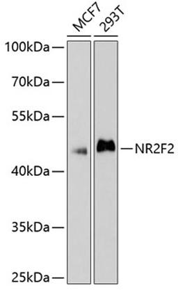 Western blot - NR2F2 antibody (A10251)