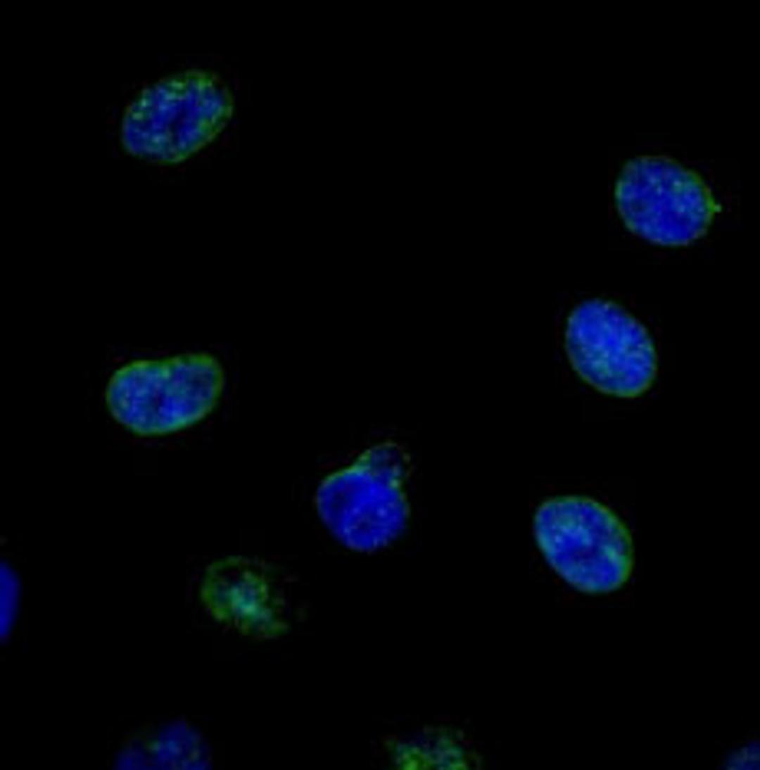 Detection of human NUP214 by immunocytochemistry.