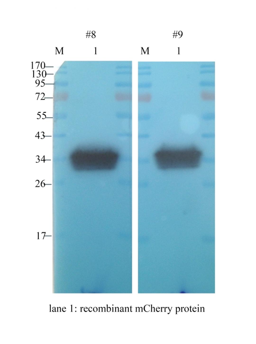 Western blot analysis of  mcherry protein (lane 1) Recombinant protein using anti-mCherry (1 ug/ml)