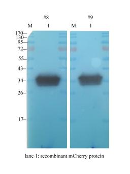 Western blot analysis of mcherry protein (lane 1) Recombinant protein using anti-mCherry (1 ug/ml)