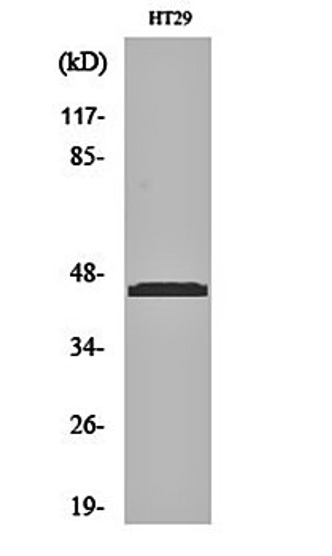 Western blot analysis of HT29 cell lysates using Ribosomal Protein L3 antibody