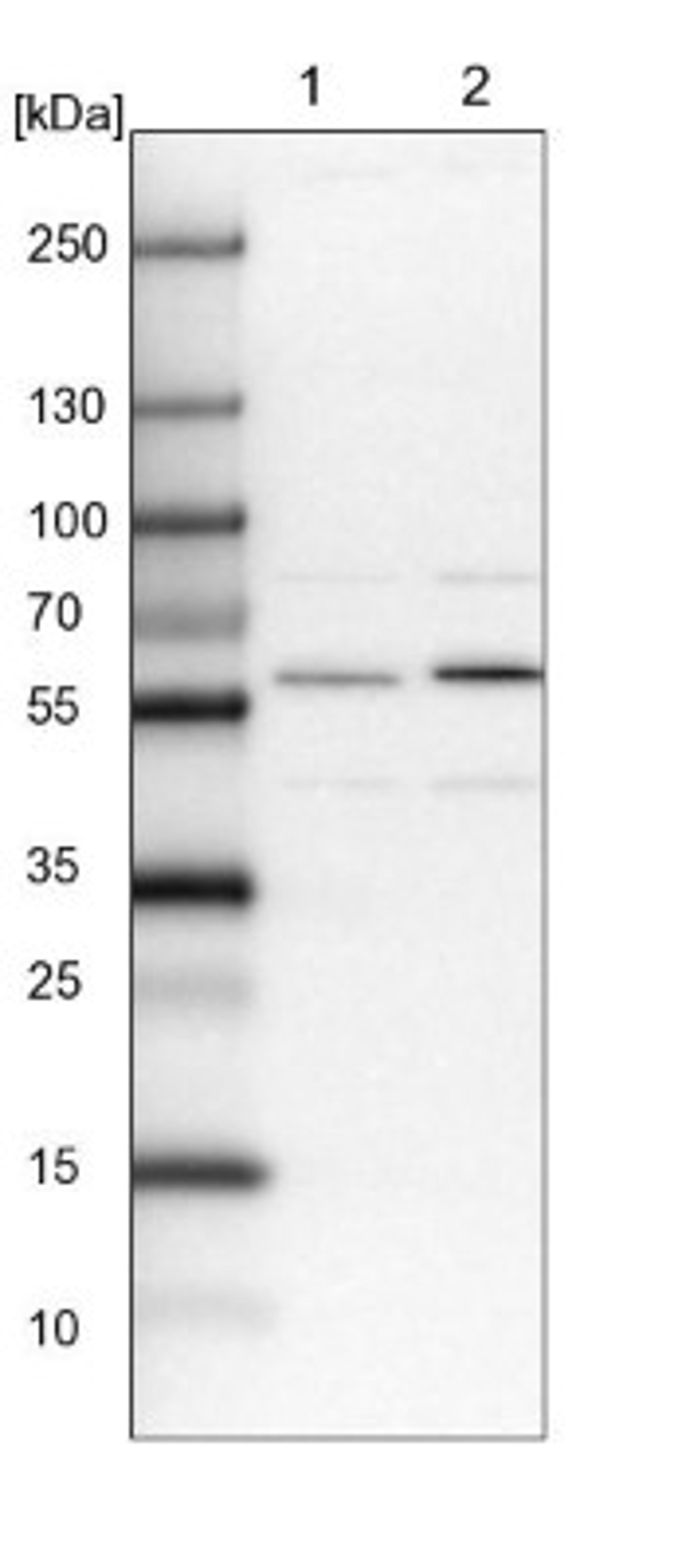 Western Blot: FAM178B Antibody [NBP1-93539] - Lane 1: NIH-3T3 cell lysate (Mouse embryonic fibroblast cells)<br/>Lane 2: NBT-II cell lysate (Rat Wistar bladder tumour cells)