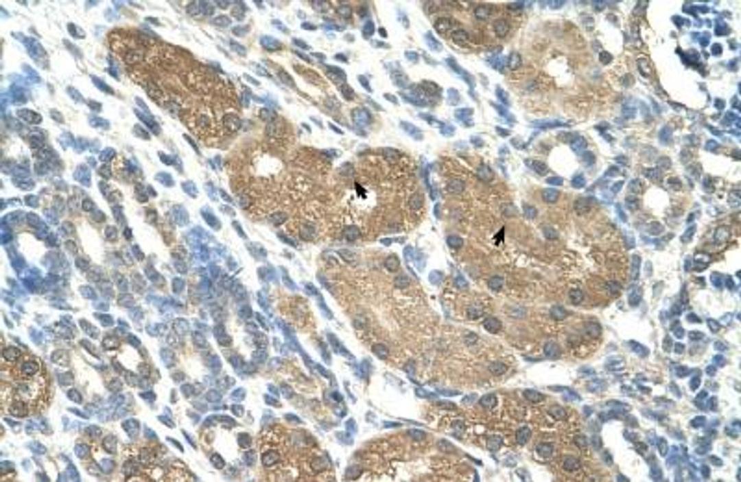 Immunohistochemistry-Paraffin: SLC1A5 Antibody [NBP1-59732] - Human kidney Tissue, antibody concentration 4-8ug/ml. Cells with positive label: renal corpuscle cells (indicated with arrows) 400X magnification.