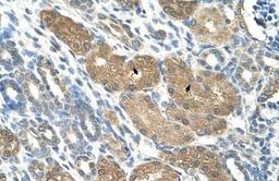 Immunohistochemistry-Paraffin: SLC1A5 Antibody [NBP1-59732] - Human kidney Tissue, antibody concentration 4-8ug/ml. Cells with positive label: renal corpuscle cells (indicated with arrows) 400X magnification.