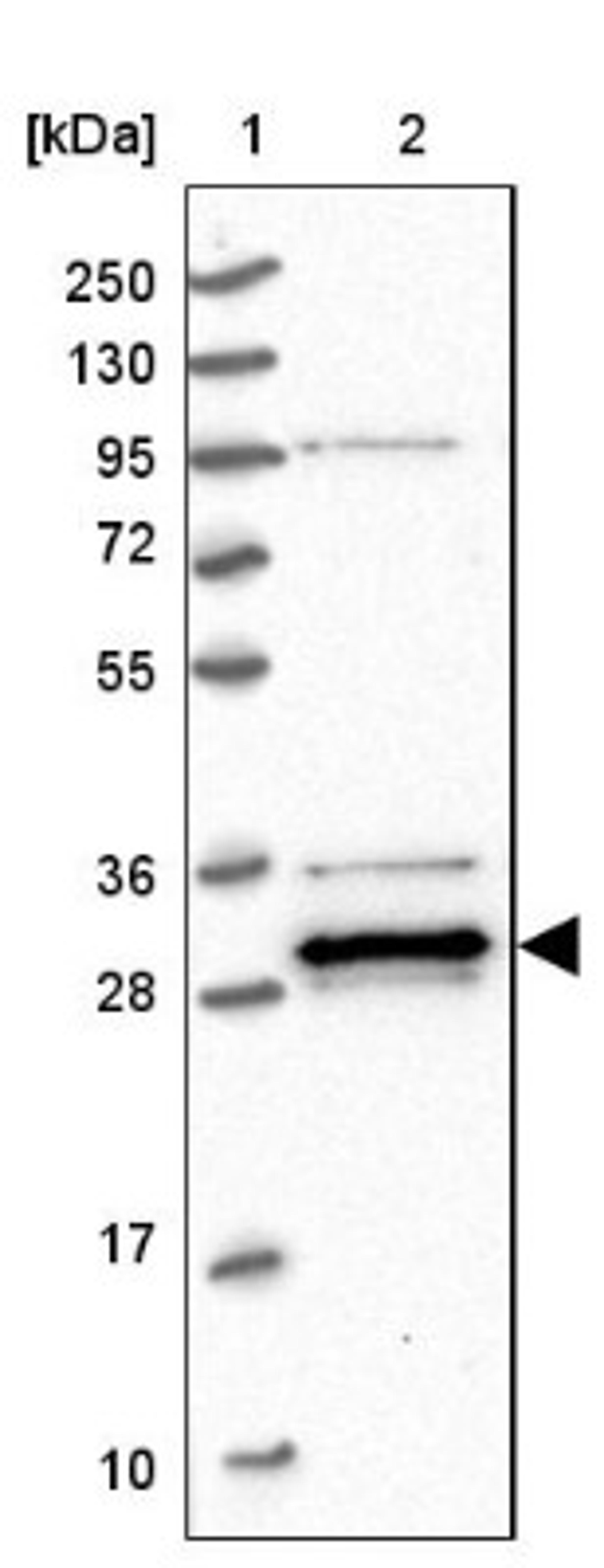 Western Blot: PPTC7 Antibody [NBP1-90654] - Lane 1: Marker [kDa] 250, 130, 95, 72, 55, 36, 28, 17, 10<br/>Lane 2: Human cell line RT-4