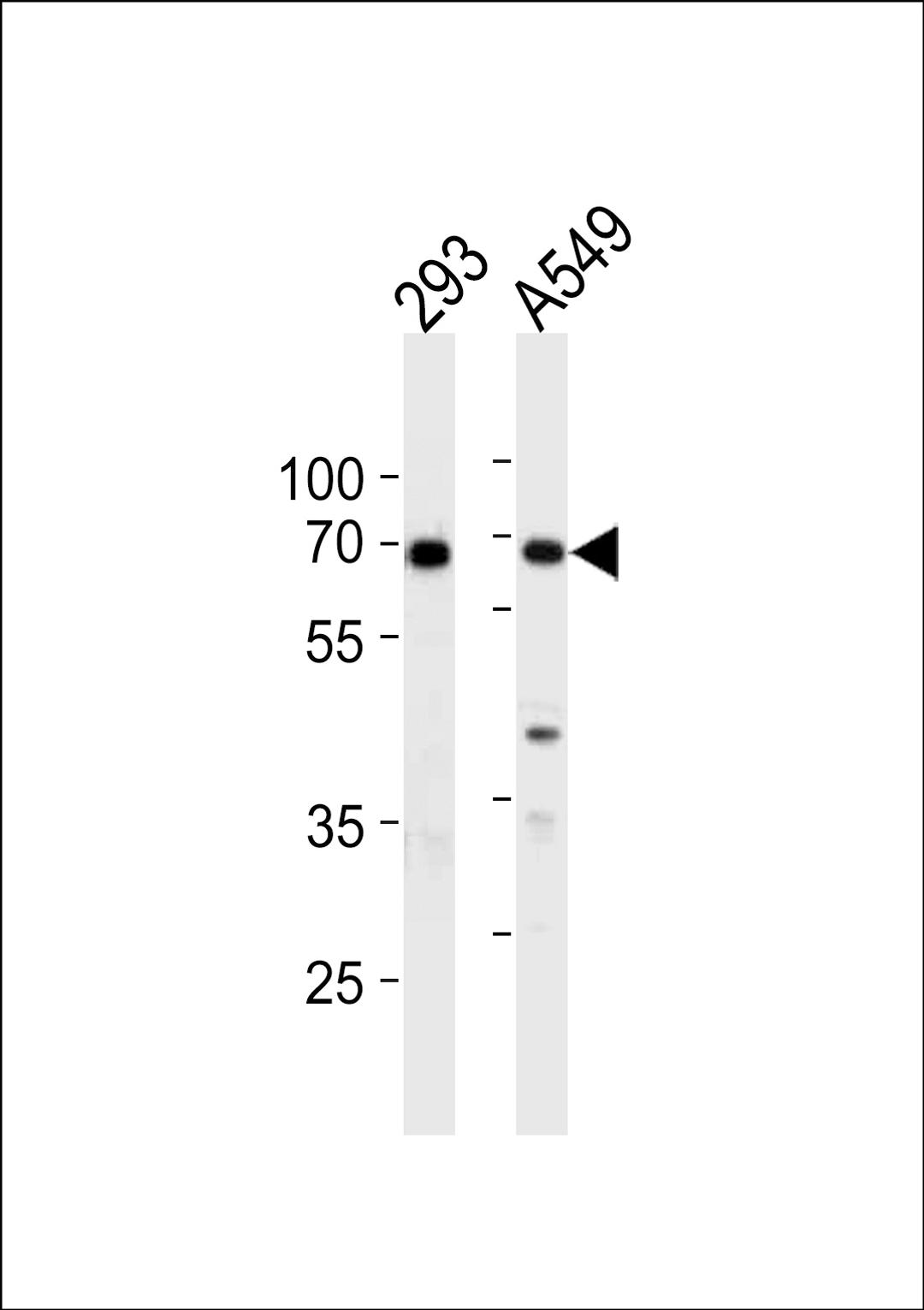 Western blot analysis in 293,A549 cell line lysates (35ug/lane).