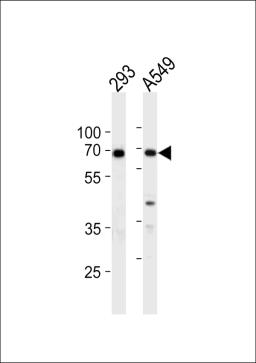 Western blot analysis in 293,A549 cell line lysates (35ug/lane).