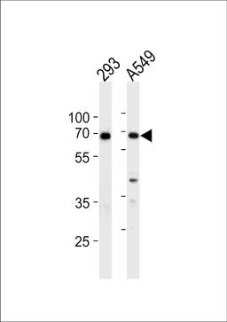 Western blot analysis in 293,A549 cell line lysates (35ug/lane).