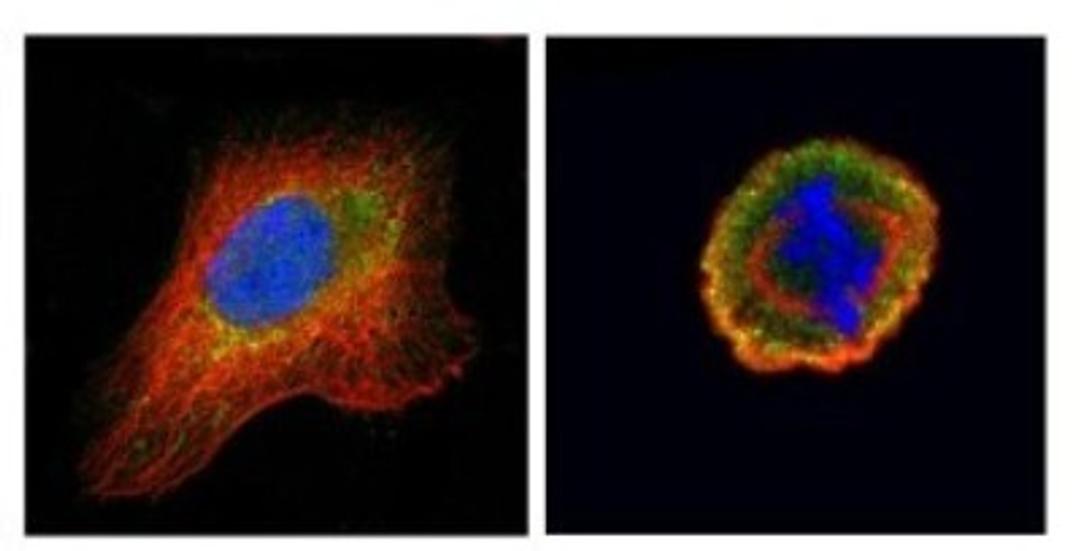 Immunocytochemistry/Immunofluorescence: Cdc25C Antibody [NBP1-33687] - Paraformaldehyde-fixed U2OS, using CDC25C antibody (Geen) at 1:500 dilution. Alpha-tubulin filaments were labeled with an alpha Tubulin antibody (Red) at 1:2000.