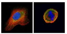 Immunocytochemistry/Immunofluorescence: Cdc25C Antibody [NBP1-33687] - Paraformaldehyde-fixed U2OS, using CDC25C antibody (Geen) at 1:500 dilution. Alpha-tubulin filaments were labeled with an alpha Tubulin antibody (Red) at 1:2000.