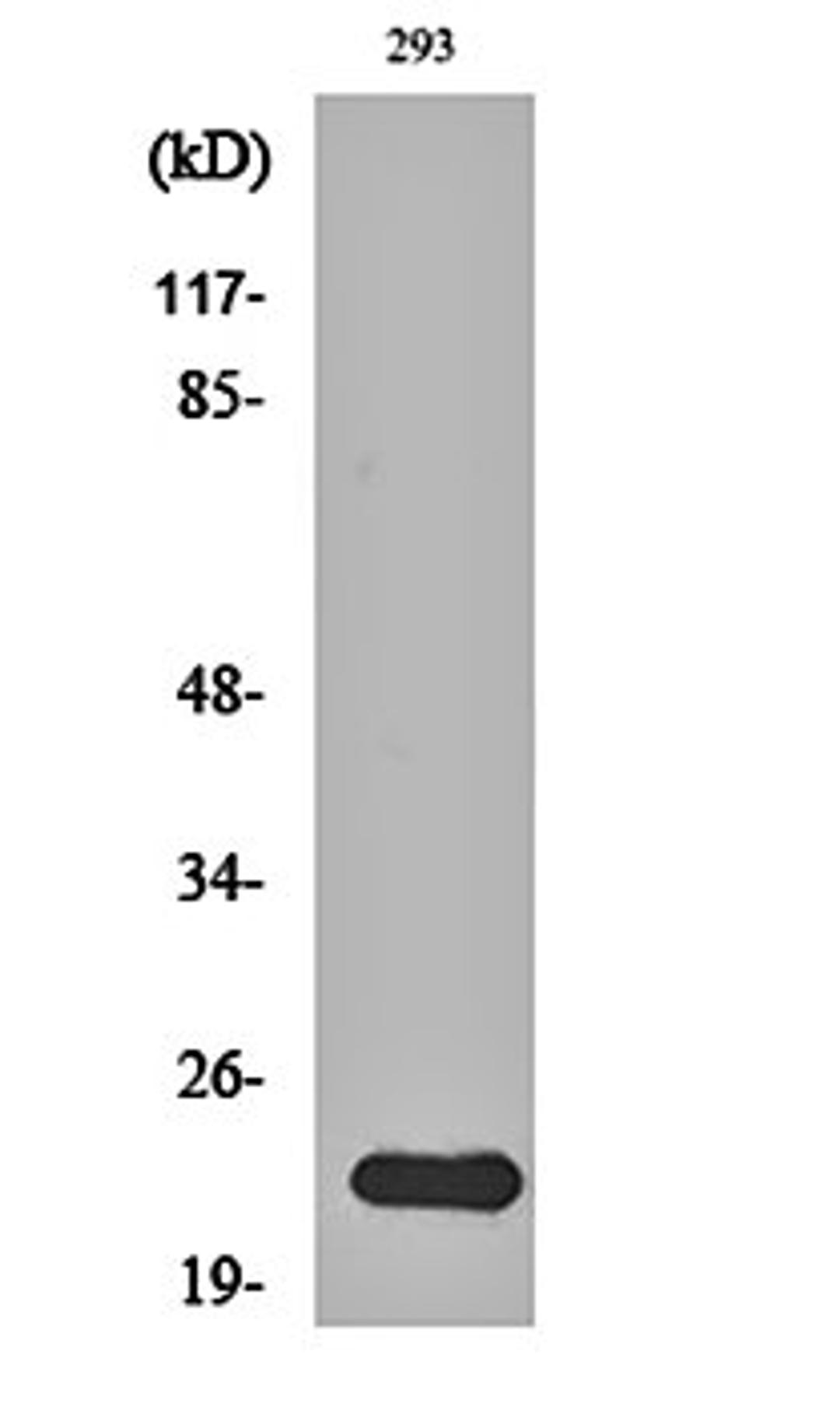 Western blot analysis of 293 cell lysates using N/H/K-Ras antibody