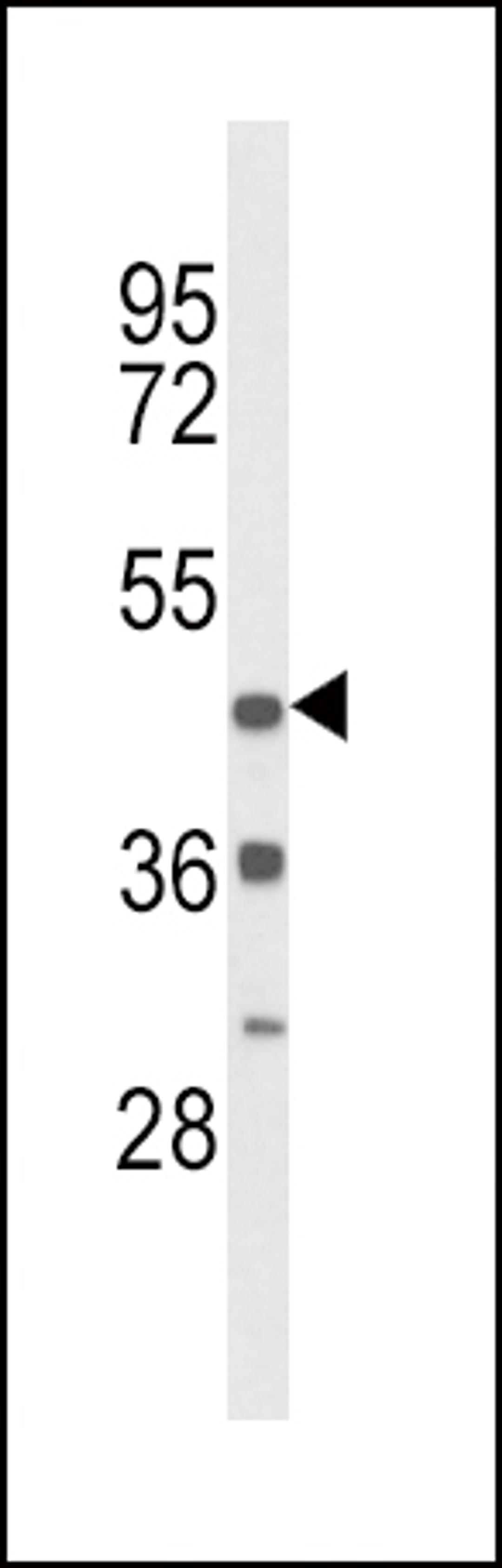 Western blot analysis of DRD4 Antibody in mouse heart tissue lysates (35ug/lane)