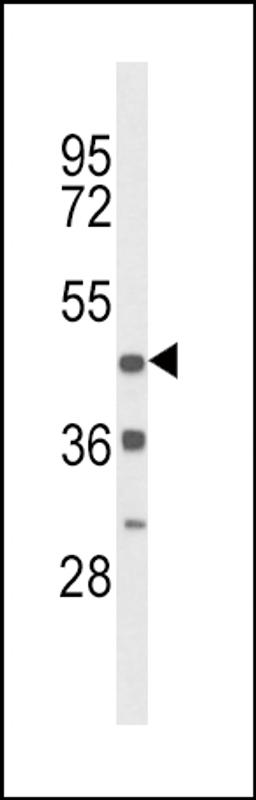 Western blot analysis of DRD4 Antibody in mouse heart tissue lysates (35ug/lane)