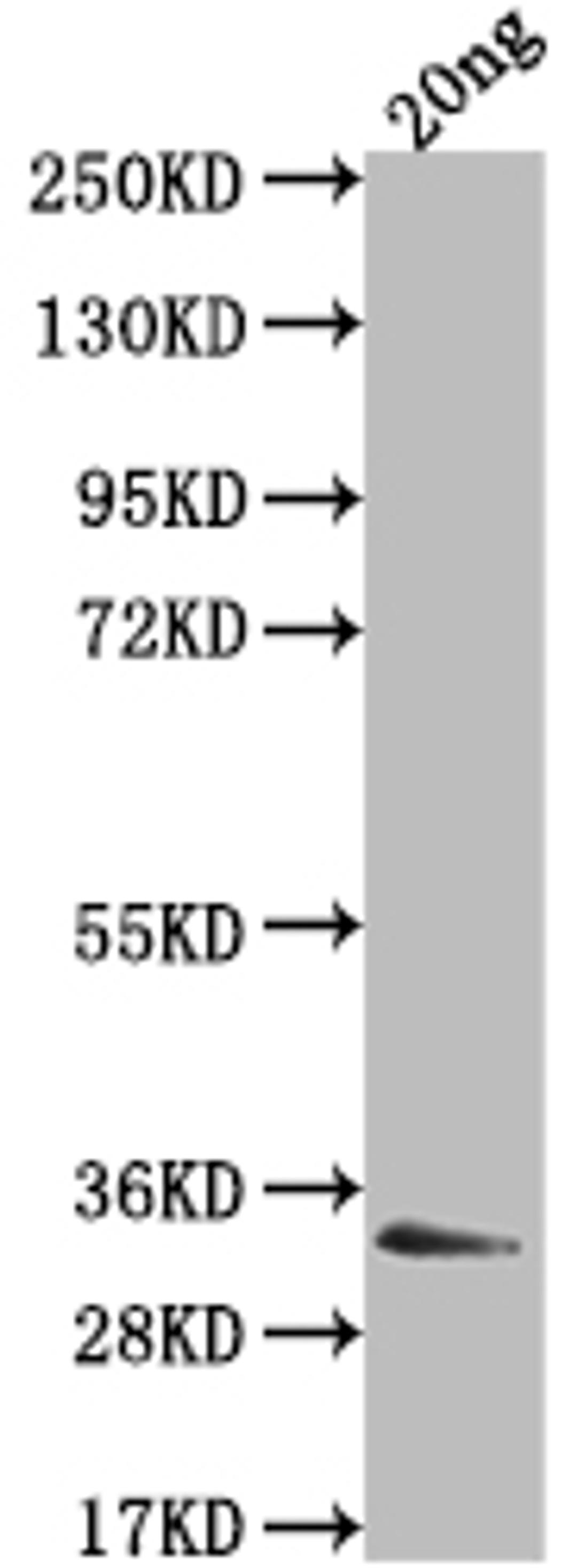 Western Blot. Positive WB detected in Recombinant protein. All lanes: EBNA3 antibody at 1:2000. Secondary. Goat polyclonal to rabbit IgG at 1/50000 dilution. Predicted band size: 22.2 kDa. Observed band size: 33 kDa. 