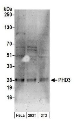 Detection of human and mouse PHD3 by western blot.