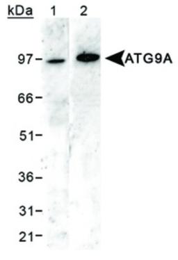 Western Blot: ATG9A Antibody [NB110-56893] - Detection of ATG9A protein in HEK293 lysates using NB110-56893. Lane 1: siRNA ATG9A knockdown Lane 2: wildtype ATG9A.